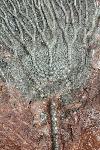 Bargain, Moroccan Crinoid (Scyphocrinites) Plate #56221